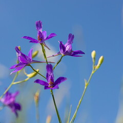 purple wildflowers on a background of blue sky. Sunny weather, summer.