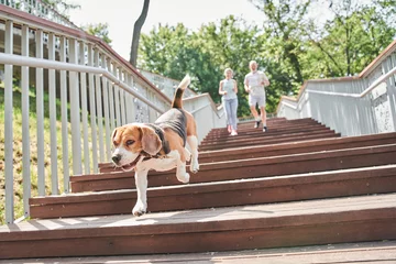 Gordijnen Beagle dog running down the stairs at the morning jogging with his owners at the fresh air © Yakobchuk Olena