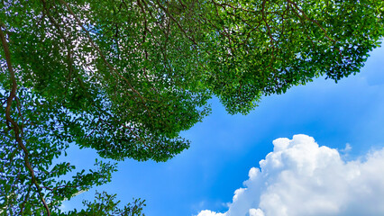 tree branches and sky, clouds