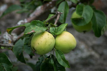Closeup of organic yellow apples on tree branch