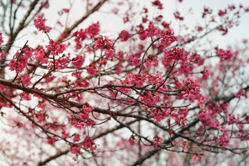 pink cherry blossom