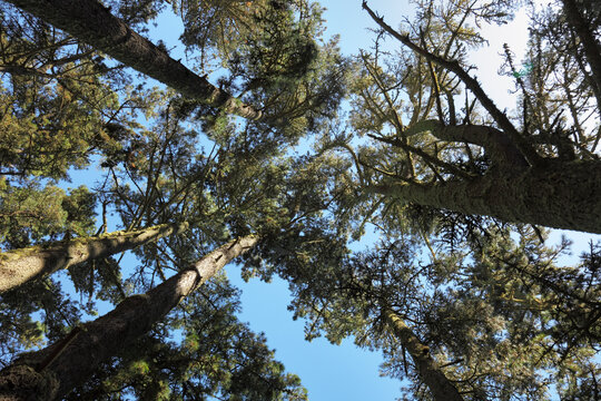 Crones of the trees