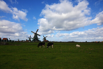Windmills and cows in village in Holland.