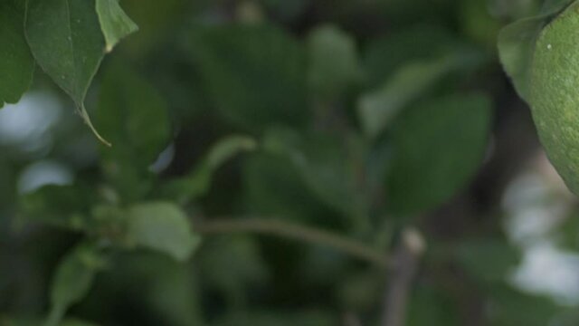 Beautiful Dolly Motion Shot Of Green Lemon On A Tree Blowing Wind - close up