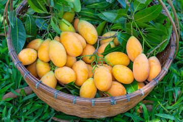 Marian plum in the basket on grass ground.