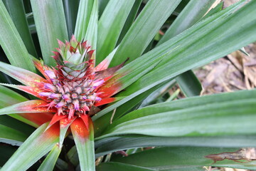 Obraz premium tasty and healthy pineapple on firm