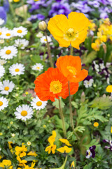 Fototapeta premium Small and colorful flowers in a garden at Seoul's downtown, South Korea.