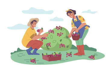 Man and woman picking or collecting wild berries from bush. Farming and working on farm, growing organic and ecological food and ingredients, meal to eat. Cartoon character in flat style vector