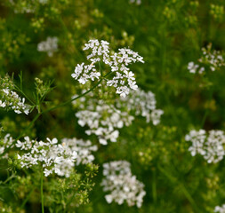 Coriander, Coriandrum sativum