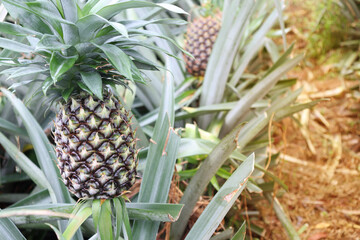 tasty and healthy pineapple on firm