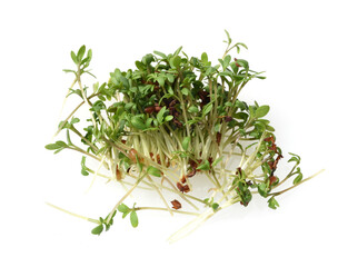 Cress, seedling, Lepidium sativum