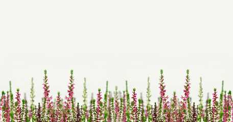 Pink and white Calluna vulgaris or Heather flower border. Floral background with copy space