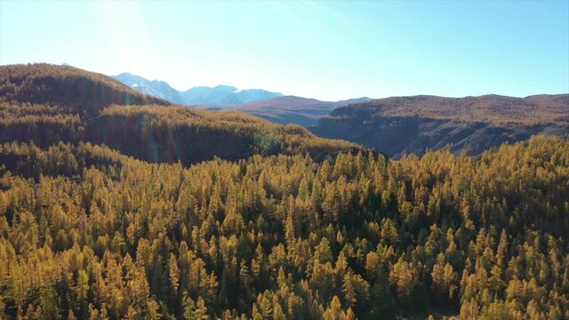 Drone video over a mountainous autumn landscape, Severo-Chuisky ridge on horizon, turquoise Katun river, Altai