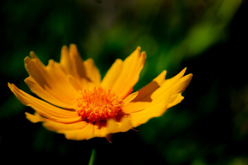 Yellow flower. Bright background. Good emphasis on summer.