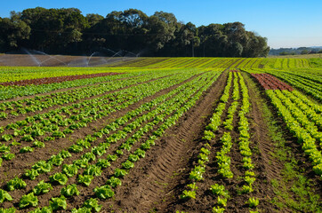 Fototapeta na wymiar Planting of various vegetables, with the dew of dawn and highlighting the green of the leaves 