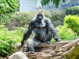 Big sitting gorilla ape with a blurred background © Demis Nave/Wirestock