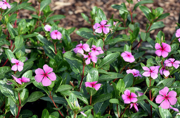 Naklejka premium Madagascar evergreen, Cathranthus roseus