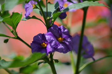 Selective focus shot of a purple nightshade flowering plant growing in the garde