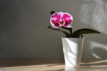 Mini orchid plant in a flowerpot