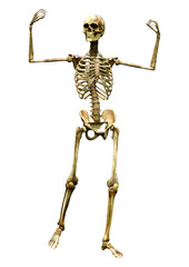 3D Rendering Human Skeleton on White