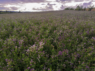 End of summer day in a blooming alfalfa field, cloudy sky