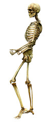 3D Rendering Human Skeleton on White