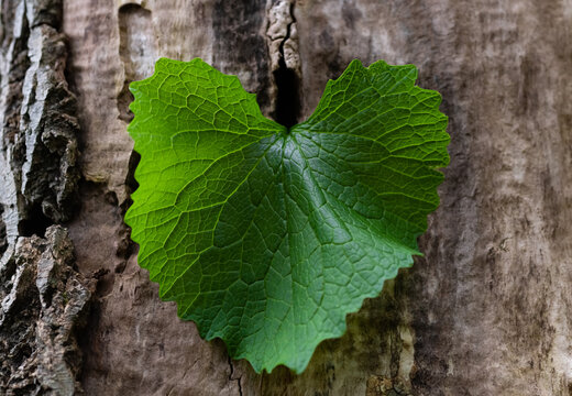 Herz Blatt gr&uuml;n Symbol Alliaria petiolata Knoblauchsrauke Liebe Hoffnung Umweltschutz Natur Form Umriss Makro Nahaufnahme Details Adern transluzent durchscheinend Sonne Licht Baum Stamm Rinde Sinnbild