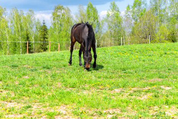 Horse on green pasture with green grass against blue sky with clouds.Nice summer sunny day.The horse is black.