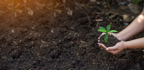 Hands of the farmer are planting the seedlings into the soil