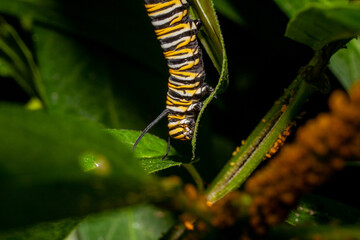 Monarch Caterpillar Crawling On A Plant
