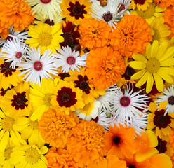 Flowers wall background with amazing orange marigolds, yellow and white field or wild flowers ,...