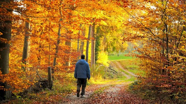 Man walking in gorgeous nature in autumn, out of a forest into a rural landscape, with colorful trees and sunlit leaves, the camera follows the hiker
