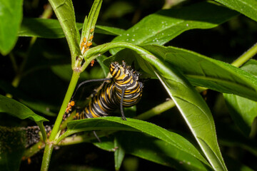 Monarch Caterpillar Crawling On A Plant