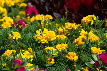 Obraz premium yellow marigolds
