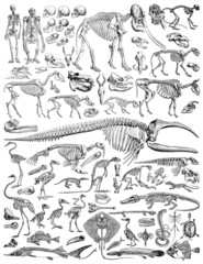 Animal skeleton collection - vintage engraved illustration from Larousse du xxe siècle	 - obrazy, fototapety, plakaty