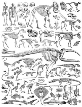 Animal skeleton collection - vintage engraved illustration from Larousse du xxe si&egrave;cle	
