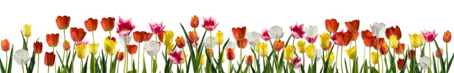 beautiful image of tulip flowers in the garden close-up 