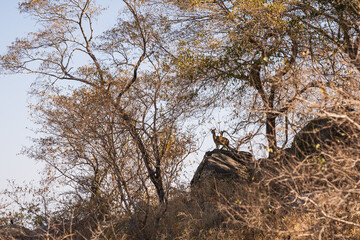 Deer standing at the top of a rock in the forest