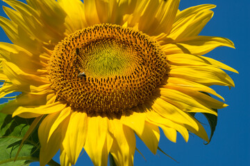 close up of a sunflower on blue background
