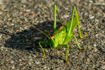 large green grasshopper sits on an asphalt road