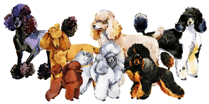 Poodle breed of dog collection watercolor illustration