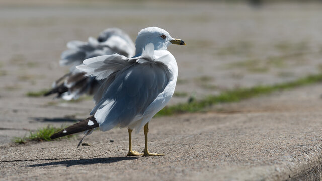 seagull with ruffled feathers