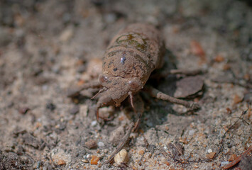 Cicada Still In Its Shell