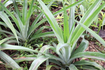 Obraz premium tasty and healthy pineapple on firm