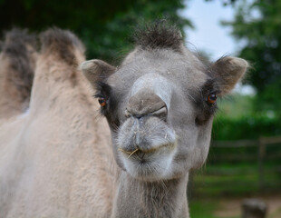 portrait of a camel