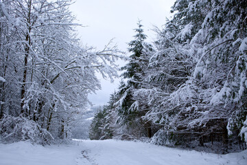 Winter landscape with trees covered with snow .