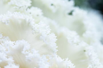 Abstract white background with organic rippled leaves