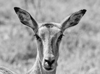 Female Impala