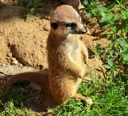 Fototapeta premium Erdmännchen stehend