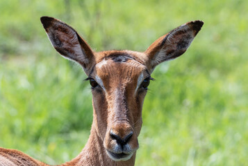 Female Impala